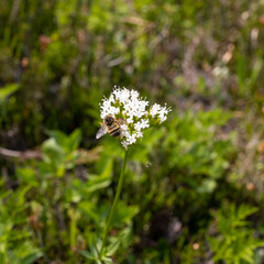 Bee on Flower, Alpine