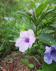 flowers in the garden