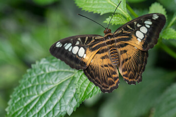 Clipper Butterfly on a Leaf
