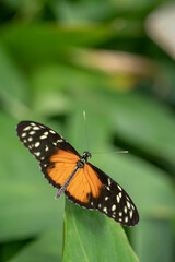 Fototapeta na wymiar African Monarch Butterfly on a Leaf
