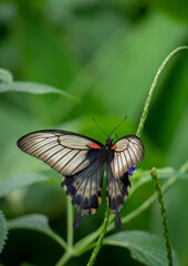 Great Mormon Butterfly in Garden