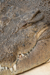 Obraz premium Closeup of a Crocodile Head