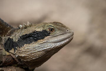 Closeup of a Waterdragon Head