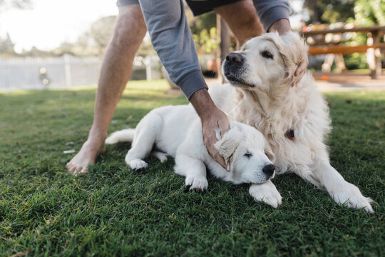 Pair Of Golden Retriever Dogs Receiving A Pat