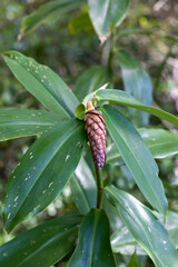 Fototapeta premium Costa Rica Pine Cone
