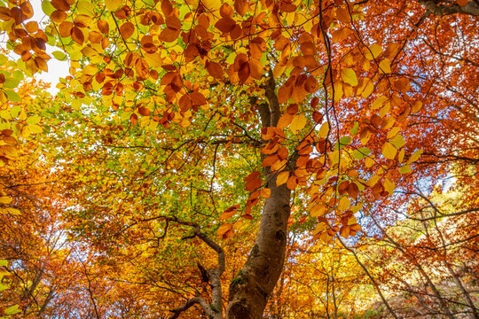 Autumn leaves in the forest