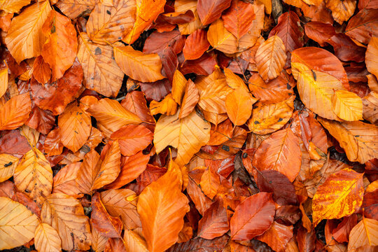 Autumn leaves in the forest