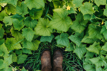 Green leaf cucumber plants. 