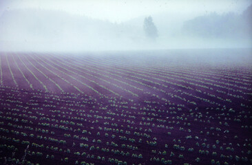 霧の農場