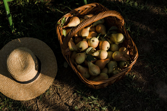 Basket full of pears