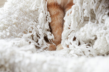 Paws of a ginger cat in a warm and fluffy white plaid. Front view.