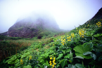 北海道礼文島のキイロの花と霧の桃岩