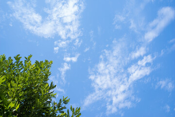 Blue sky and green leaves