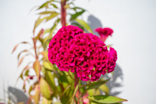 Close up of red cockscomb flower