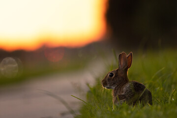 A rabbit near a road at sunset