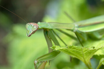 カマキリの顔