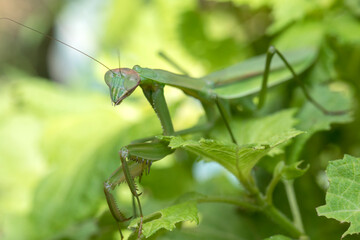 カマキリ