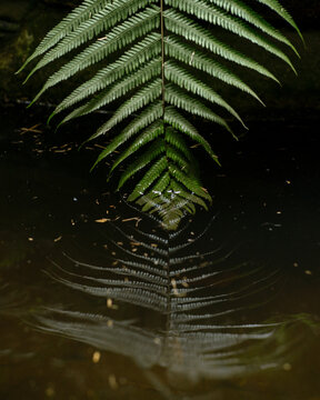 Tropical leaf in the water. 