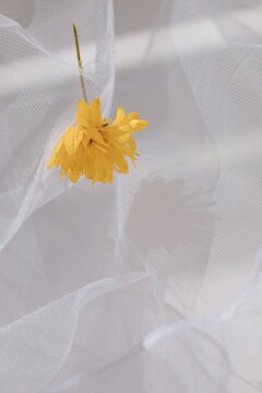 Yellow flower in white veil