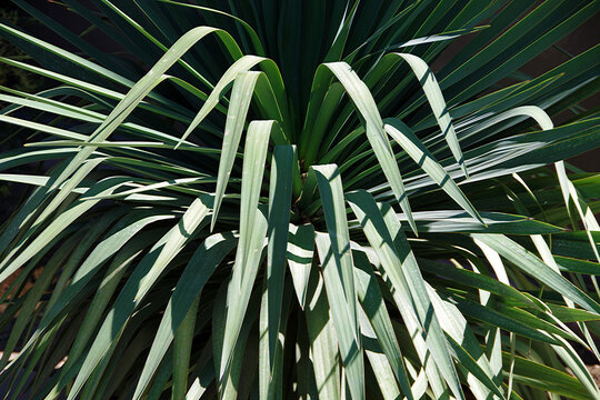 Close-up view of yucca leaves