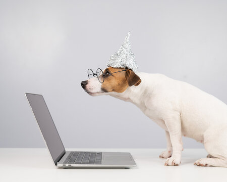 Jack Russell Terrier dog in a tinfoil hat and glasses works at a laptop. 