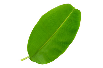 Banana leaf and tree tropical isolated on white background with Clipping path.