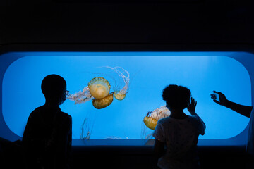 Person photographs children looking into jellyfish tank