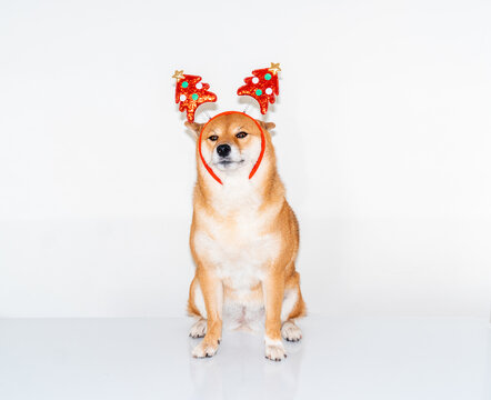 Dog in Christmas headband