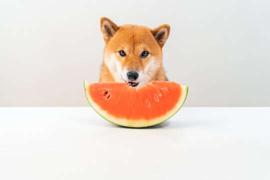 Dog Eating Watermelon