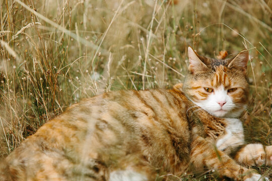 Cat camouflaged in dry heatwave grassland