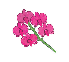 Pink Orchid flowers front view in flat vector illustration art design