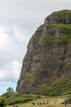 Hawaiian Cows and Really Steep Mountain