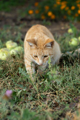 A beautiful red cat with a collar in the grass against the background of fallen apples.