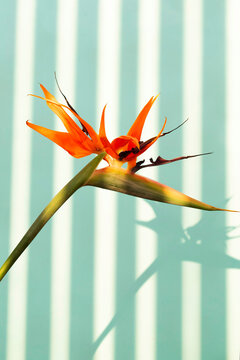 Bird Of Paradise