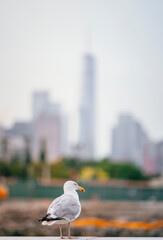 seagull on the pier New York City 