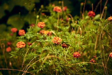 Summer beautiful warm background of flowers in the garden