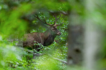 Red Deer (Cervus elaphus) stag during the rutting season. Bieszczady Mts., Carpathians, Poland.