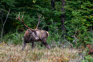 Red Deer (Cervus elaphus) stag during the rutting season. Bieszczady Mts., Carpathians, Poland.