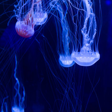 Tank of jellyfish with long tentacles