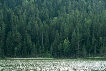 green pine forest and green lake