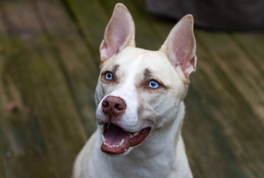 Happy dog with striking blue eyes