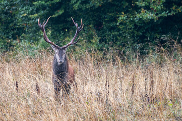 Red Deer (Cervus elaphus) stag during the rutting season. Bieszczady Mts., Carpathians, Poland.