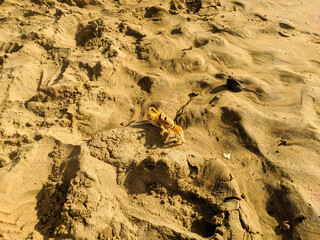 The yellow crab sits on the sand of the sea beach. Hikkaduwa, Sri Lanka