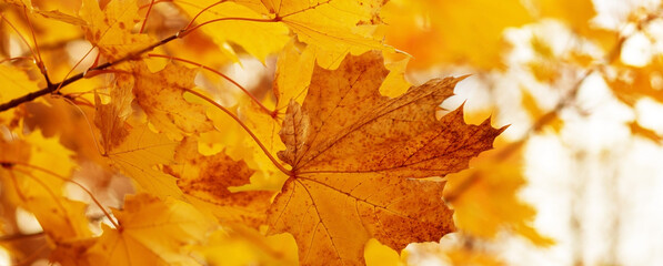 Naklejka na ściany i meble natural autumn background with maple leaves