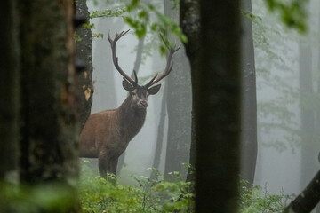 Red Deer (Cervus elaphus) stag during the rutting season. Bieszczady Mts., Carpathians, Poland.