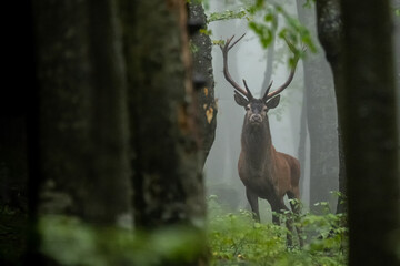 Naklejka na ściany i meble Red Deer (Cervus elaphus) stag during the rutting season. Bieszczady Mts., Carpathians, Poland.