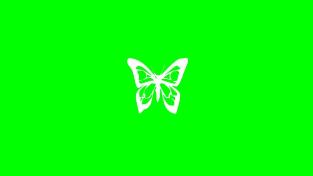 Fluttering butterfly motion graphics with green screen background