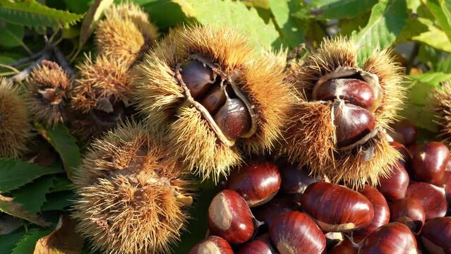 Autumn composition of chestnuts, hedgehogs and chestnut leaves. Fall season. Warm colors. Food background