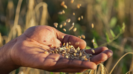 Black man hand gathers falling wheat grains against blurry planted field at sunlight. African...