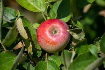 Nahaufnahme eines einzelnen roten und reifen Apfels an einem Baum mit Laub und Ast